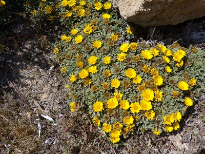 Blumen an der Küste vor Mazara