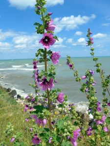 Trotz der eher skandinavischen Wetterlage: Die Malven trotzen den Widrigkeiten