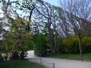 baumhecken im Park Schönbrunn