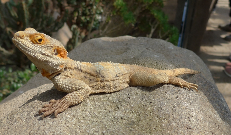 Reptil aus der Wüste